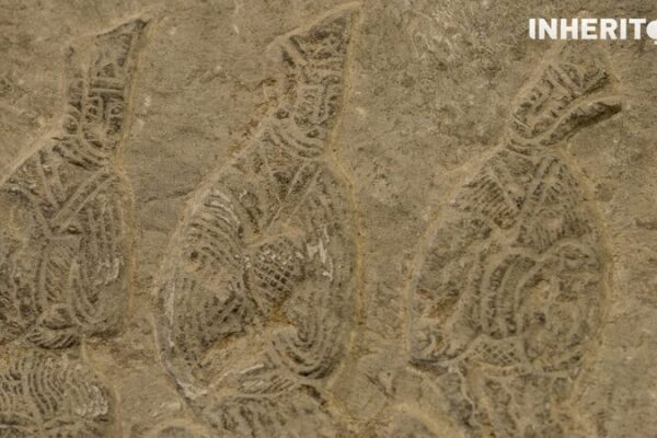 Timeless Impressions: Discover the Luoyang Han Dynasty Art Museum Timeless_Impressions__Discover_the_Luoyang_Han_Dynasty_Art_Museum
