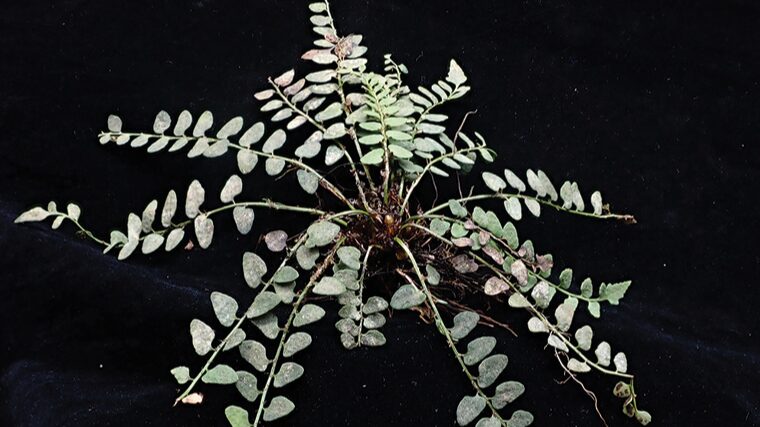 Tiny_Fern_Alert__New_Species_Discovered_on_Cliffs_of_South_China - News for amigos, by amigos __Tiny_Fern_Alert__New_Species_Discovered_on_Cliffs_of_South_China