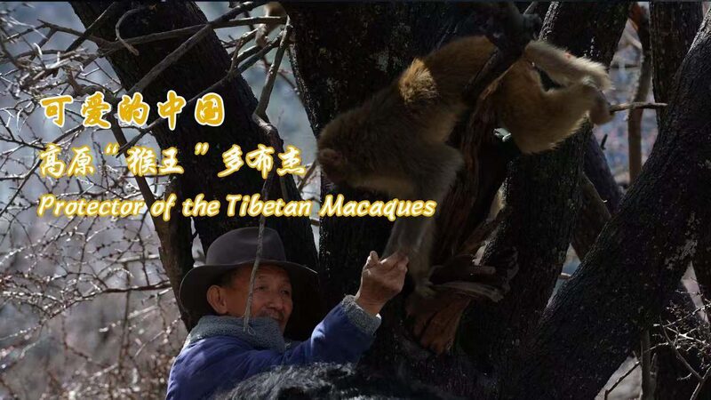 Tobgye_s_Wild_Mission__From_30_to_5_000_Macaques_in_Xizang___poster - News for amigos, by amigos Tobgye_s_Wild_Mission__From_30_to_5_000_Macaques_in_Xizang__ video poster