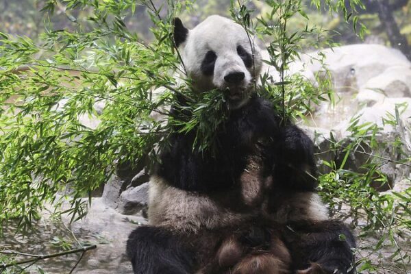 Tokyo’s Beloved Panda Duo Heads Home to China After 13 Years 🐼❤️🇨🇳 Tokyo_s_Beloved_Panda_Duo_Heads_Home_to_China_After_13_Years______