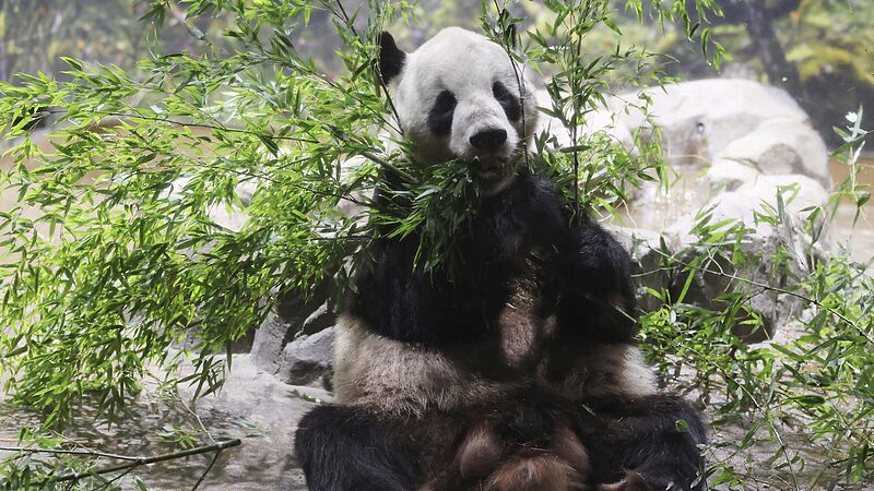 Tokyo_s_Beloved_Panda_Duo_Heads_Home_to_China_After_13_Years______ - News for amigos, by amigos Tokyo_s_Beloved_Panda_Duo_Heads_Home_to_China_After_13_Years______