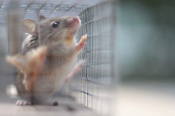 Trauma Reshapes Mouse Brains: Israeli Study Uncovers Escape Response Changes 🐭🧠 Trauma_Reshapes_Mouse_Brains__Israeli_Study_Uncovers_Escape_Response_Changes___