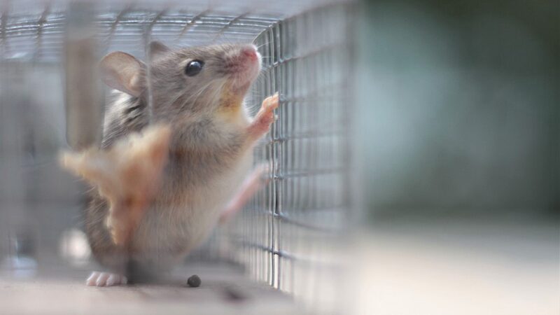 Trauma_Reshapes_Mouse_Brains__Israeli_Study_Uncovers_Escape_Response_Changes___ - News for amigos, by amigos Trauma_Reshapes_Mouse_Brains__Israeli_Study_Uncovers_Escape_Response_Changes___