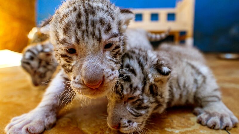 __Triplet_Bengal_Tiger_Cubs_Born_at_Shandong_Wildlife_Park_
