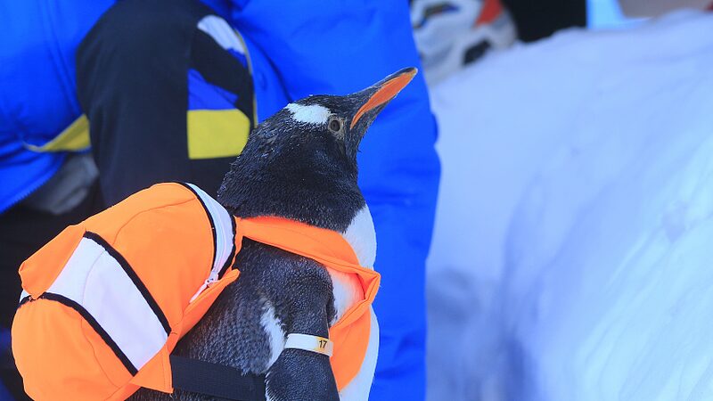 Truant_Penguins__Harbin_s_Adorable_Winter_Superstars - News for amigos, by amigos Truant_Penguins__Harbin_s_Adorable_Winter_Superstars