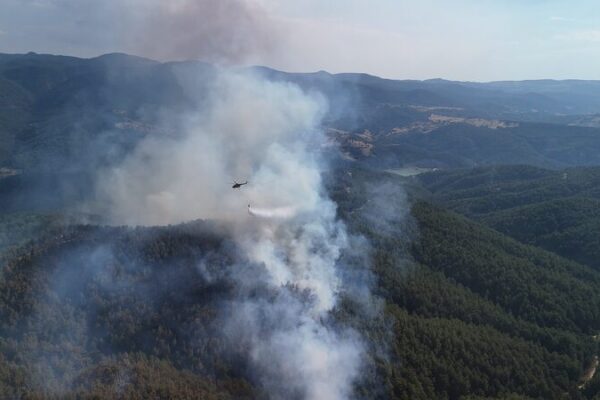 Türkiye’s Epic Plan: Planting 500 Million Trees to Heal Wildfire Scars 🌳🔥 Tu_rkiye_s_Epic_Plan__Planting_500_Million_Trees_to_Heal_Wildfire_Scars___