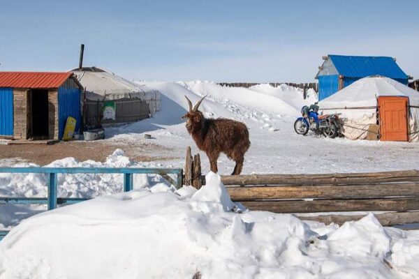 Two Million Animals Lost in Mongolia’s Harsh Winter ❄️ Two_Million_Animals_Lost_in_Mongolia_s_Harsh_Winter___