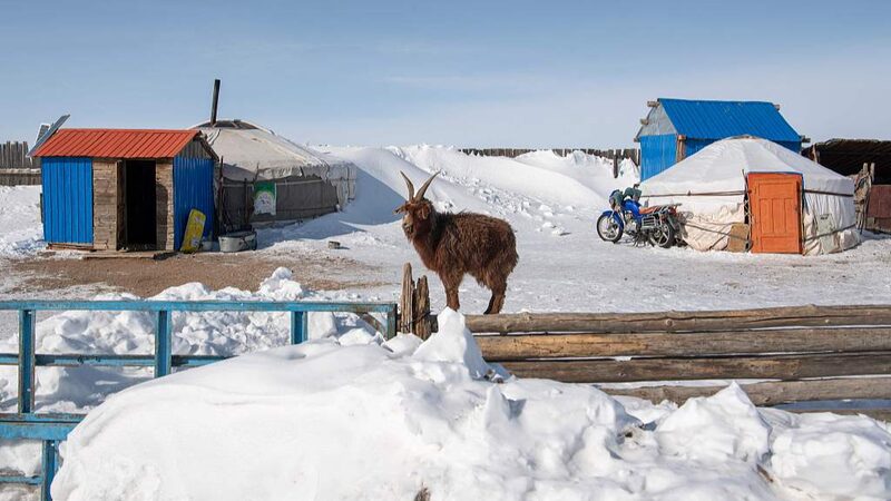 Two_Million_Animals_Lost_in_Mongolia_s_Harsh_Winter___ - News for amigos, by amigos Two_Million_Animals_Lost_in_Mongolia_s_Harsh_Winter___