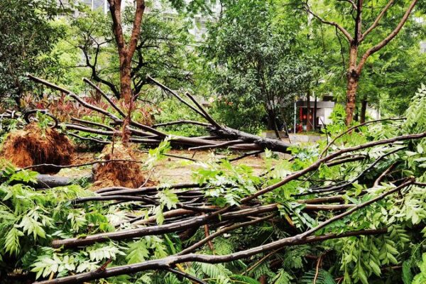 Typhoon Gaemi Strikes Fujian: Over 628,000 Affected 🌪️ Typhoon_Gaemi_Strikes_Fujian__Over_628_000_Affected___