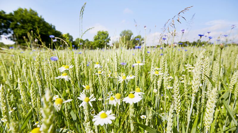 UN_Appoints_Astrid_Schomaker_as_New_Biodiversity_Chief - News for amigos, by amigos UN_Appoints_Astrid_Schomaker_as_New_Biodiversity_Chief