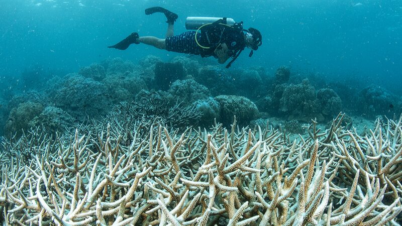 UN_Urges_Action_as_Coral_Reefs_Face_Extinction___ - News for amigos, by amigos UN_Urges_Action_as_Coral_Reefs_Face_Extinction___