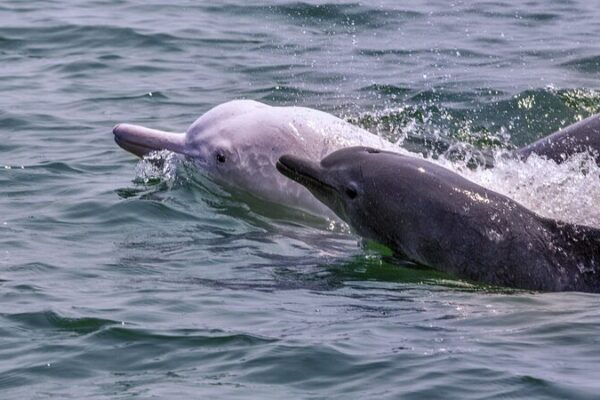 US Scientists Join the Quest to Save the Rare Pink Chinese White Dolphin US_Scientists_Join_the_Quest_to_Save_the_Rare_Pink_Chinese_White_Dolphin