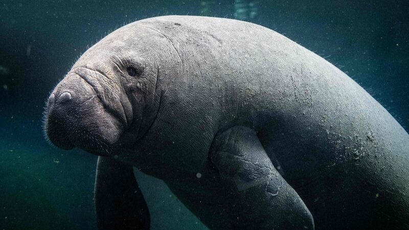 Unai_the_Manatee__Paris_Zoo_s_Hope_for_a_Splashy_Love_Story_____ - News for amigos, by amigos Unai_the_Manatee__Paris_Zoo_s_Hope_for_a_Splashy_Love_Story_____