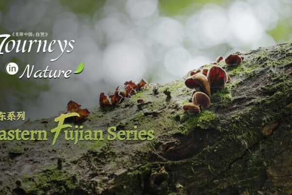 Under the Shade of 800-Year-Old Banyans in Fujian 🌳 Under_the_Shade_of_800_Year_Old_Banyans_in_Fujian__ video poster