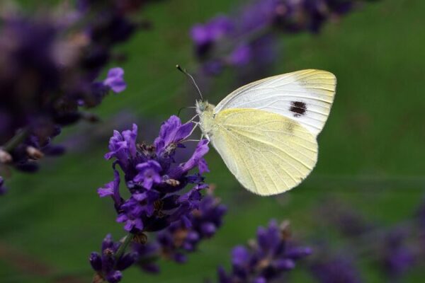 🦋 Unearthing Wonders: Dawa’s Journey to Unveil Butterfly Secrets in Tibet __Unearthing_Wonders__Dawa_s_Journey_to_Unveil_Butterfly_Secrets_in_Tibet