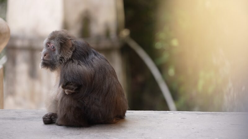 Unlikely_Friends__The_Heartwarming_Tale_of_a_Nun__a_Monk__and_a_Monkey___poster - News for amigos, by amigos Unlikely_Friends__The_Heartwarming_Tale_of_a_Nun__a_Monk__and_a_Monkey__ video poster
