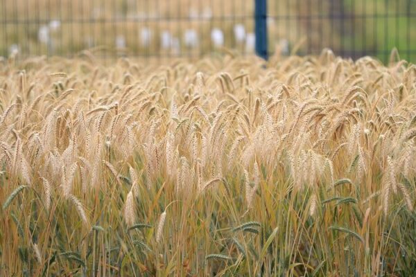 Unlocking Wheat’s Hidden Potential: Chinese and British Scientists Discover Untapped Genetic Diversity Unlocking_Wheat_s_Hidden_Potential__Chinese_and_British_Scientists_Discover_Untapped_Genetic_Diversity