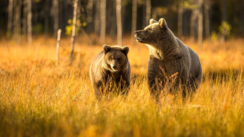 Unpacking_China_s_New_Wildlife_Protection_Law__What_You_Need_to_Know__ - News for amigos, by amigos Unpacking_China_s_New_Wildlife_Protection_Law__What_You_Need_to_Know__