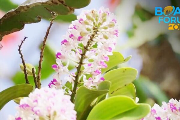 Unveiling Hainan’s Lush Rainforest: A Green Paradise in South China 🌴 Unveiling_Hainan_s_Lush_Rainforest__A_Green_Paradise_in_South_China__