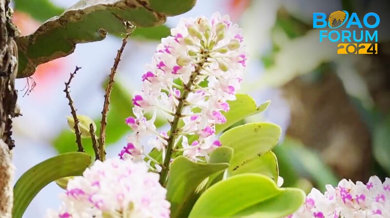 Unveiling_Hainan_s_Lush_Rainforest__A_Green_Paradise_in_South_China__ - News for amigos, by amigos Unveiling_Hainan_s_Lush_Rainforest__A_Green_Paradise_in_South_China__