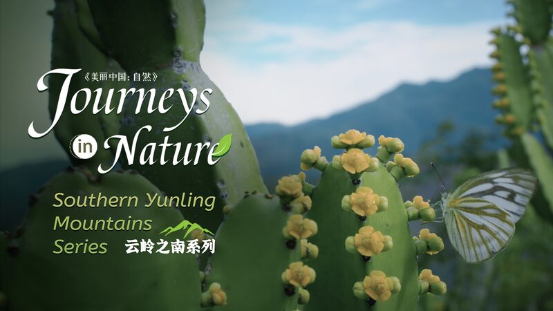 Unveiling_Yunnan_s__Hegemon_King_s_Whip___A_Nature_Lover_s_Dream__ video poster