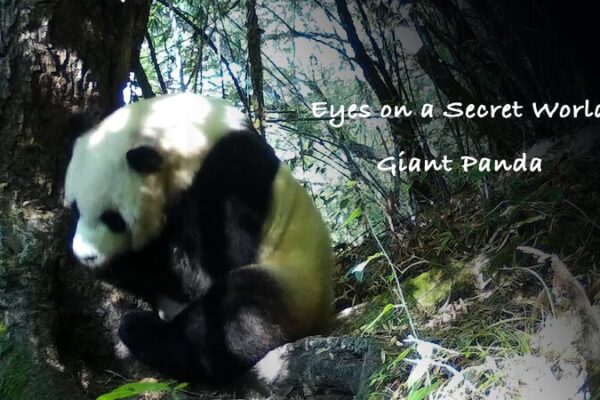 Unveiling ‘Eyes on a Secret World’: Giant Pandas Revealed in China’s Forests 🐼 Unveiling__Eyes_on_a_Secret_World___Giant_Pandas_Revealed_in_China_s_Forests__ video poster