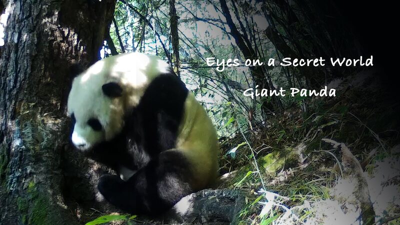 Unveiling__Eyes_on_a_Secret_World___Giant_Pandas_Revealed_in_China_s_Forests__ video poster