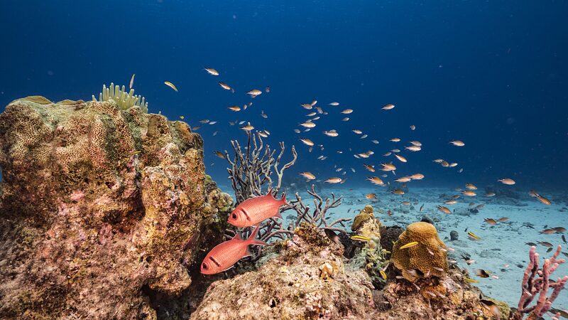 Unveiling_the_Largest_Deep_Sea_Coral_Reef_Hidden_Beneath_the_Atlantic_ - News for amigos, by amigos __Unveiling_the_Largest_Deep_Sea_Coral_Reef_Hidden_Beneath_the_Atlantic_