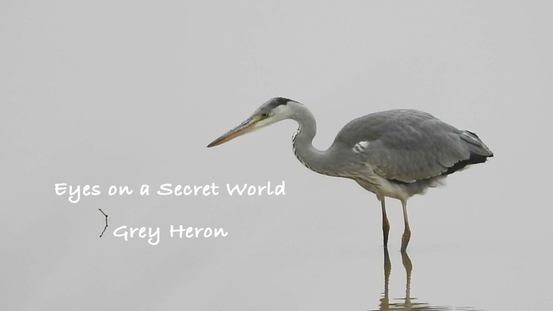 Unveiling_the_Nightlife_of_Gray_Herons_at_Poyang_Lake____poster - News for amigos, by amigos Unveiling_the_Nightlife_of_Gray_Herons_at_Poyang_Lake___ video poster