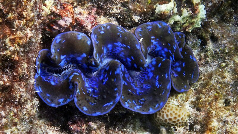 Unveiling_the_Ocean_s_Hidden_Rainbow__The_Enchanting_Giant_Clams__