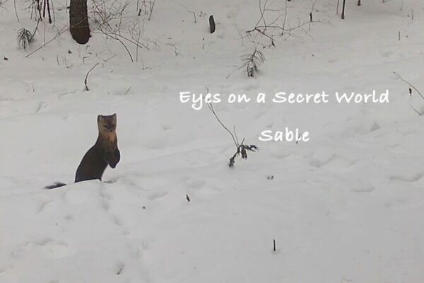 Unveiling the Secret Life of Sables in China’s Heilongjiang Youhao Reserve 🌲✨ Unveiling_the_Secret_Life_of_Sables_in_China_s_Heilongjiang_Youhao_Reserve___ video poster