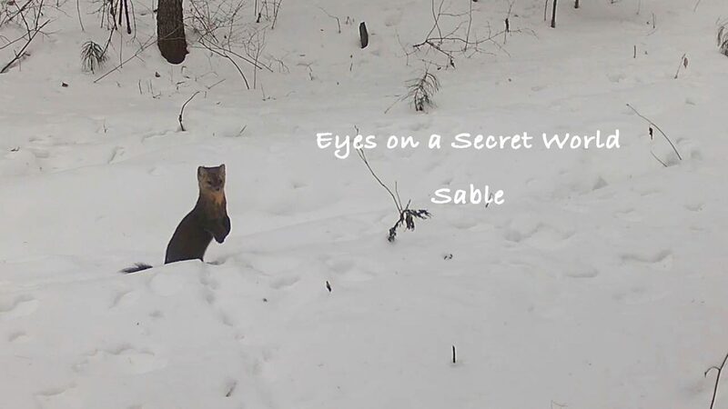 Unveiling_the_Secret_Life_of_Sables_in_China_s_Heilongjiang_Youhao_Reserve____poster - News for amigos, by amigos Unveiling_the_Secret_Life_of_Sables_in_China_s_Heilongjiang_Youhao_Reserve___ video poster