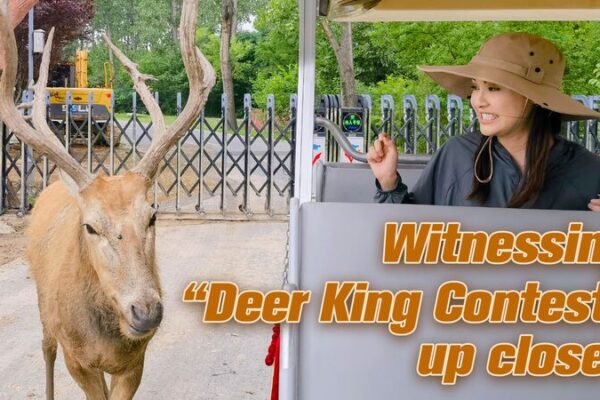 Up Close with the ‘Deer King Contest’ in East China’s Jiangsu! Up_Close_with_the__Deer_King_Contest__in_East_China_s_Jiangsu_ video poster