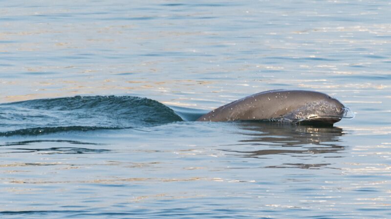 Using_a_Bottle_of_Water_to_Track_the_Yangtze_Finless_Porpoise__