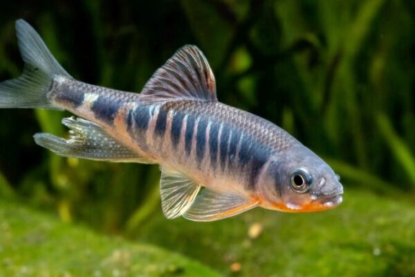 Vibrant New Fish Species Discovered in East China Shimmers with Color! 🐟✨ Vibrant_New_Fish_Species_Discovered_in_East_China_Shimmers_with_Color____