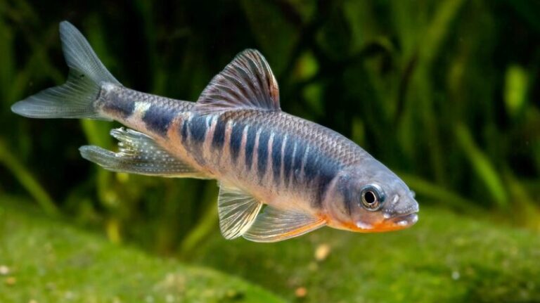 Vibrant_New_Fish_Species_Discovered_in_East_China_Shimmers_with_Color____