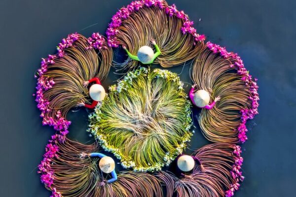 Vietnam’s Water Lily Harvest: A Romantic Spectacle You Can’t Miss! 💖🌸 Vietnam_s_Water_Lily_Harvest__A_Romantic_Spectacle_You_Can_t_Miss____