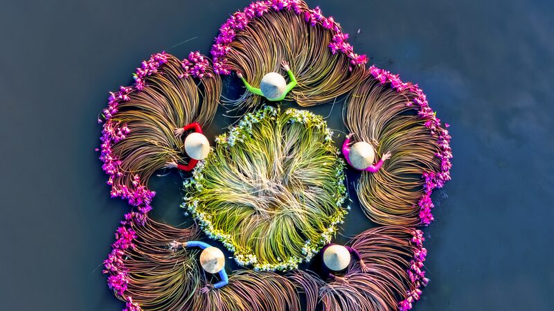 Vietnam_s_Water_Lily_Harvest__A_Romantic_Spectacle_You_Can_t_Miss____