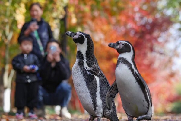 Waddling Adventures: Penguins Explore Nanjing’s Autumn Splendor Waddling_Adventures__Penguins_Explore_Nanjing_s_Autumn_Splendor