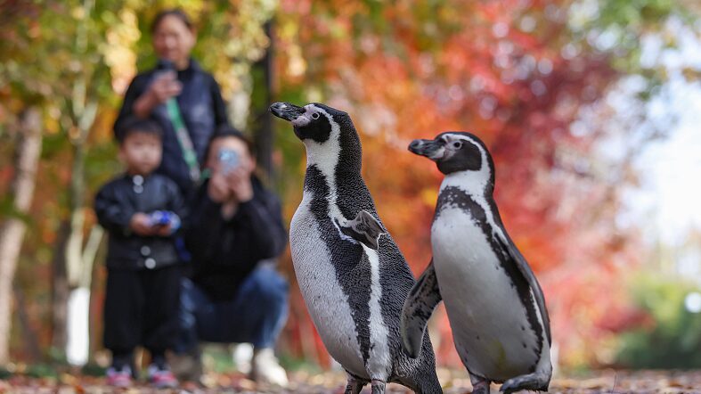 Waddling_Adventures__Penguins_Explore_Nanjing_s_Autumn_Splendor - News for amigos, by amigos Waddling_Adventures__Penguins_Explore_Nanjing_s_Autumn_Splendor
