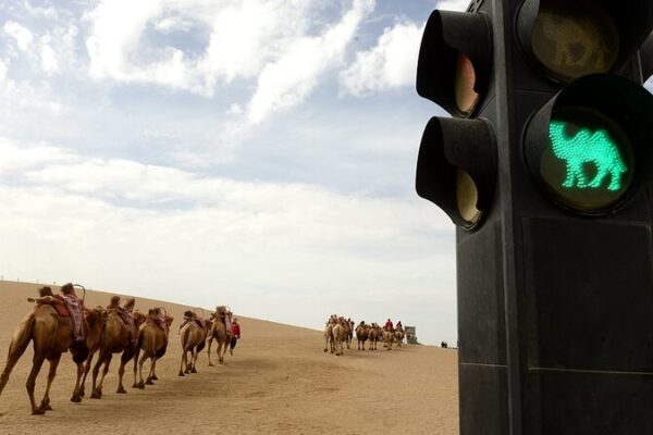Wait, Even Camels Stop at Red Lights in Dunhuang! 🐫🚦 Wait__Even_Camels_Stop_at_Red_Lights_in_Dunhuang____