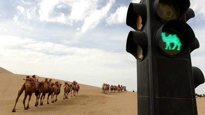 Wait__Even_Camels_Stop_at_Red_Lights_in_Dunhuang____ - News for amigos, by amigos Wait__Even_Camels_Stop_at_Red_Lights_in_Dunhuang____