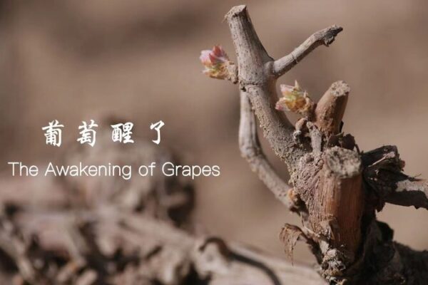 Wake Up, Grapes! Springtime Rituals at the Foothills of the Helan Mountains Wake_Up__Grapes__Springtime_Rituals_at_the_Foothills_of_the_Helan_Mountains video poster