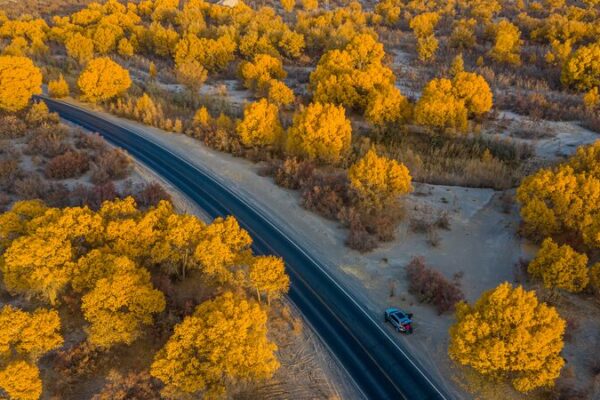 Weaving a Green Scarf: Xinjiang’s Battle Against the Desert Sands 🌵 Weaving_a_Green_Scarf__Xinjiang_s_Battle_Against_the_Desert_Sands__
