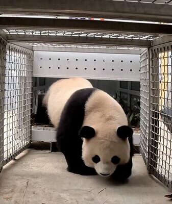 Welcome Back! Two Giant Pandas Return to Washington D.C.’s National Zoo 🐼 Welcome_Back__Two_Giant_Pandas_Return_to_Washington_D_C__s_National_Zoo__ video poster