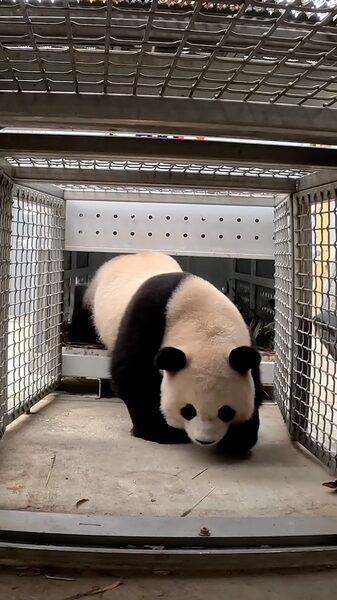Welcome_Back__Two_Giant_Pandas_Return_to_Washington_D_C__s_National_Zoo___poster - News for amigos, by amigos Welcome_Back__Two_Giant_Pandas_Return_to_Washington_D_C__s_National_Zoo__ video poster