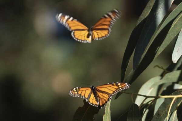 Western Monarch Butterfly Numbers Drop by 30% in California 🌿🦋 Western_Monarch_Butterfly_Numbers_Drop_by_30__in_California___