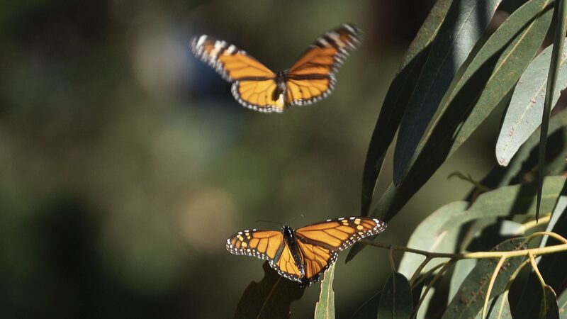 Western_Monarch_Butterfly_Numbers_Drop_by_30__in_California___ - News for amigos, by amigos Western_Monarch_Butterfly_Numbers_Drop_by_30__in_California___