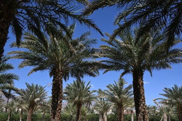 Western U.S. Sizzles: Early Summer Heat Wave Shatters Records 🌞🔥 Western_U_S__Sizzles__Early_Summer_Heat_Wave_Shatters_Records___