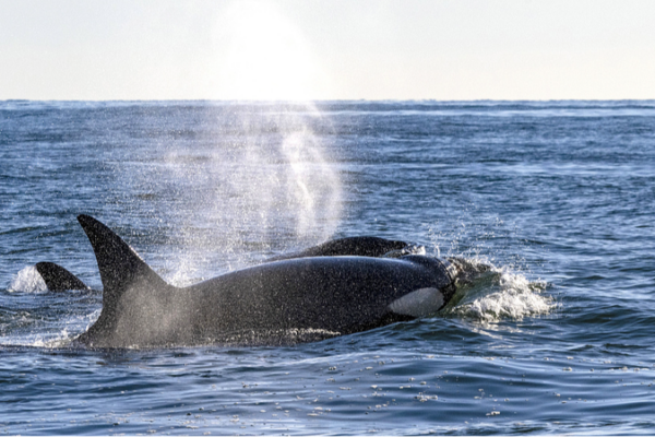 Whale Menopause Mystery: What These Ocean Giants Reveal About Human Evolution Whale_Menopause_Mystery__What_These_Ocean_Giants_Reveal_About_Human_Evolution